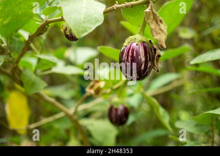 L'aubergine est un aliment riche en nutriments et pauvre en calories, qui présente de nombreux avantages potentiels pour la santé. Banque D'Images