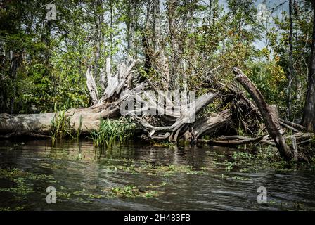 Des marécages de la Louisiane, USA bayou Banque D'Images