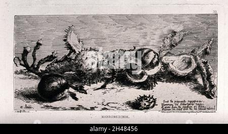 Châtaignes de cheval (Aesculus hippocastanum L.): Graines (conkers) et leurs coquilles, avec un poème à leur sujet.Gravure au point sec par A. Taiée après lui, c.1875. Banque D'Images