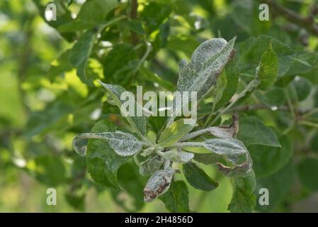 Premier mildiou poudreux ( Podosphaera leucotricha) mycélium blanc et spores sur la croissance de nouveaux pommiers, Berkshire, juin Banque D'Images