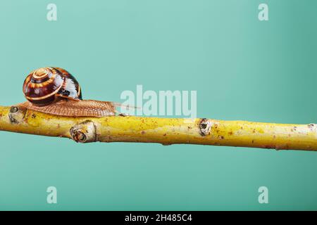 Un escargot de patient avec des cornes et une grande coquille rampent le long d'une branche sur un fond vert.Espace libre, le concept de surmonter patiemment les difficultés Banque D'Images