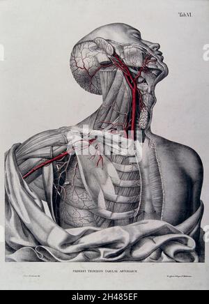 Tête, cou, épaule et poitrine d'un homme écorché, disséquée avec artères et vaisseaux sanguins indiqué en rouge. Lithographie en couleur par J. Roux, 1822. Banque D'Images