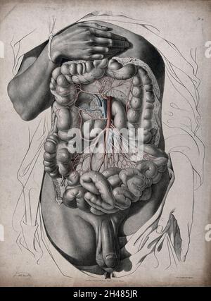 Le système circulatoire: Dissection de l'abdomen montrant le gros intestin, avec les artères et les veines indiquées en rouge et bleu.Lithographie colorée par J. Maclise, 1841/1844. Banque D'Images
