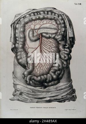 Dissection de l'abdomen, montrant les intestins et la mésenterie (?), avec les artères et les vaisseaux sanguins indiqués en rouge.Lithographie colorée par J. Roux, 1822. Banque D'Images