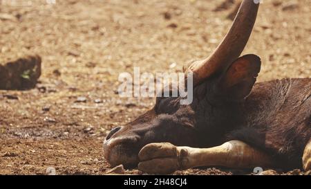 Goa, Inde. Gaur Bull, Bos Gaurus ou Indian Bison reposant sur le sol. C'est la plus grande espèce parmi les bovins sauvages. En Malaisie, on l'appelle Banque D'Images