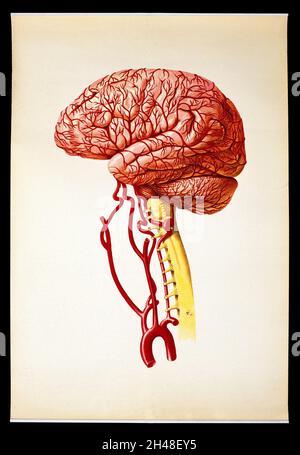Schéma de la vue latérale du cerveau humain, montrant les zones ...