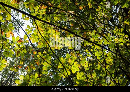 Automne au Bestwood Country Park, Nottingham Notinghamshire Angleterre Banque D'Images