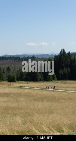 Photo verticale de personnes marchant dans un champ d'herbe séchée avec de grands arbres en arrière-plan Banque D'Images