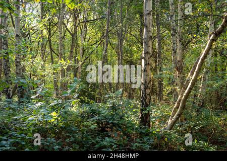 Automne au Bestwood Country Park, Nottingham Notinghamshire Angleterre Banque D'Images