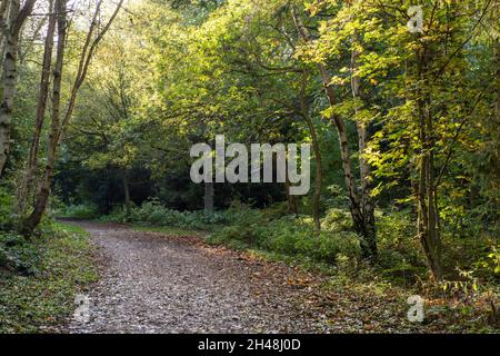 Automne au Bestwood Country Park, Nottingham Notinghamshire Angleterre Banque D'Images