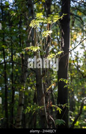 Automne au Bestwood Country Park, Nottingham Notinghamshire Angleterre Banque D'Images