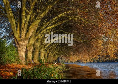 Essen, Rhénanie-du-Nord-Westphalie, Allemagne - automne doré au lac Baldeney. Banque D'Images