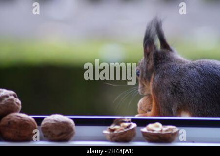 Hungriges Eichhörnchen am Fenster Banque D'Images