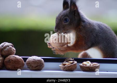 Eichhörnchen BEI der Nahrungssuche Banque D'Images