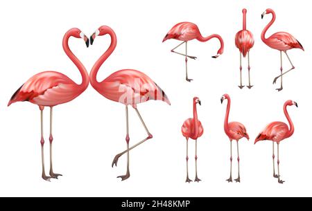 Rose flamant.Faune oiseaux exotiques flamant tropical vecteur décent réaliste poses photos modèles isolés Illustration de Vecteur