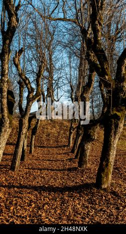 Old Linden Alley, Katvaru Manor Park, Lettonie a l'air si fantomatique Spoky comme Fairy Tales.Linden Tree Alley en automne avec lumière et ombre intéressantes, Banque D'Images