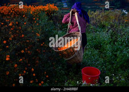 Katmandou, Népal.1er novembre 2021.Une femme népalaise porte un panier rempli de fleurs de marigold d'un champ à vendre sur les marchés avant le festival Tihar à la périphérie de Katmandou, au Népal, le lundi 1er novembre 2021.(Credit image: © Skanda Gautam/ZUMA Press Wire) Credit: ZUMA Press, Inc./Alamy Live News Banque D'Images