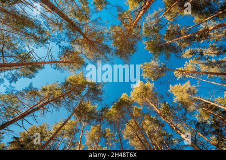 Automne PIN conifères forêts arbres Bois à la canopée. Vue de dessous arrière-plan grand angle. Greenwood Forest Banque D'Images