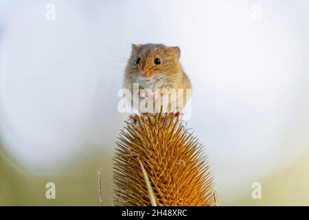 Une mignonne souris de récolte eurasienne (Micromys minutus) sur une tête de thé séchée au British Wildlife Centre, Newchapelle, Surrey Banque D'Images