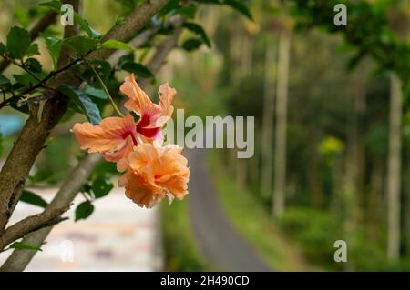 Hibiscus est une plante herbacée annuelle et pérenne, ainsi que des arbustes ligneux et de petits arbres.Voici une fleur d'hibiscus orange à double couche. Banque D'Images