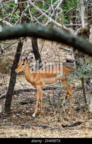 Juvénile mâle impala - Aepyceros melampus Banque D'Images