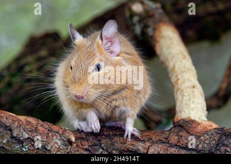 Commun degu - octobre degus Banque D'Images