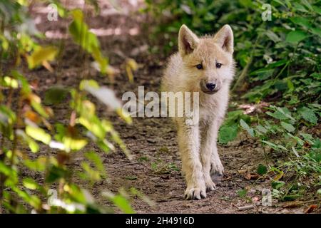 Pup de loup arctique - Canis lupus arctos Banque D'Images