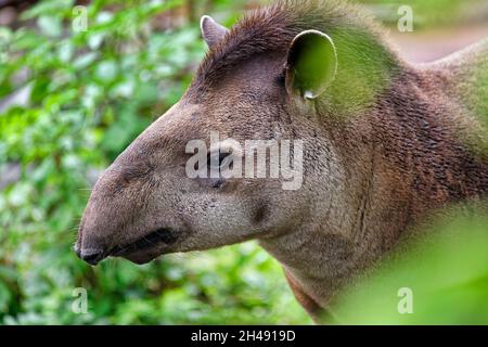 Tapir sud-américain - Tapirus terrestris Banque D'Images