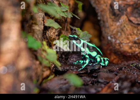 Vert-et-black poison dart frog - Dendrobates auratus Banque D'Images
