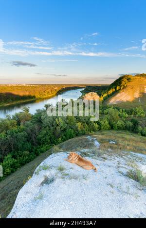 un chien de sharpey sur le fond d'un paysage de rivière de montagne. le chien marche avec le propriétaire au coucher du soleil. sharpei, Banque D'Images