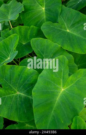 Les feuilles de colocasie sont comestibles, mais elles contiennent des cristaux d'oxalate de calcium semblables à des aiguilles qui sont irritants pour la peau, donc elles doivent être cuites en premier. Banque D'Images