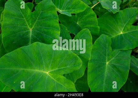 Les feuilles de colocasie sont comestibles, mais elles contiennent des cristaux d'oxalate de calcium semblables à des aiguilles qui sont irritants pour la peau, donc elles doivent être cuites en premier. Banque D'Images