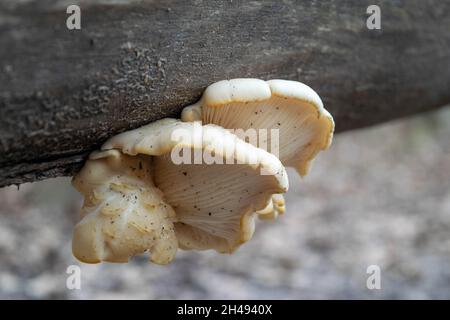 Champignons sur le tronc d'un vieux arbre sur fond de forêt.Gros plan sur les champignons dans un environnement naturel.Magnifique paysage forestier. Banque D'Images