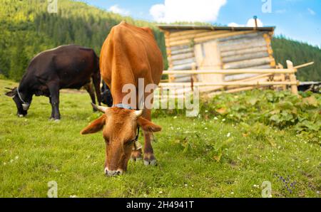 Deux vaches brunes et noires avec une cloche sur son cou se brisent sur un pré dans un jardin d'été haut dans les montagnes Banque D'Images