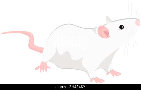 Rat blanc, illustration, vecteur sur fond blanc. Illustration de Vecteur