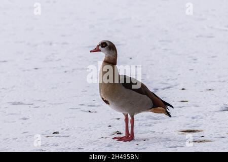 Oie égyptienne sur glace en hiver Banque D'Images