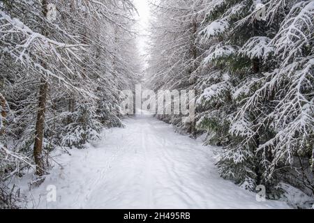 Chemin forestier à travers une forêt enneigée Banque D'Images