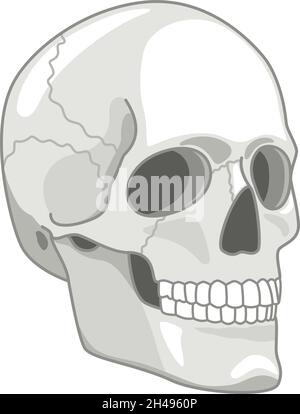 Crâne de dessin animé dessiné.Illustration vectorielle de concept de visage de crânes gris mignon, esquisse de tête morte de squelette sinistre effrayante isolée sur fond blanc Illustration de Vecteur