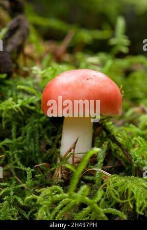 Le champignon de la faucille (Russula emetica) également connu sous le nom de hermétique Russula ou vomissant Russula dans une forêt de conifères dans les collines de Mendip, Somerset, Angleterre. Banque D'Images