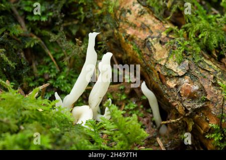 Le champignon du Club ridé (Clavulina rugosa), ou le champignon du Corail ridé, sur le sol d'un bois de conifères, le Mendip Hills Somerset, en Angleterre. Banque D'Images