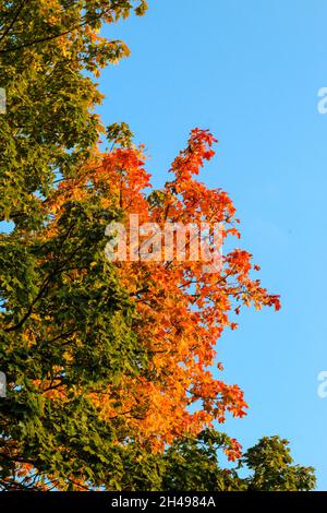 Parc aux couleurs de l'automne.Sopot, Pologne. Banque D'Images