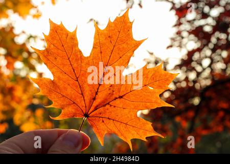 Parc aux couleurs de l'automne.Sopot, Pologne. Banque D'Images