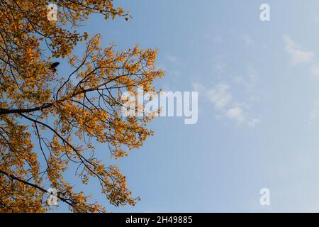 Parc aux couleurs de l'automne.Sopot, Pologne. Banque D'Images