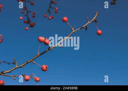 Fruits miniatures rouges lumineux, feuilles jaunes contre le ciel bleu.Jour ensoleillé d'automne. Banque D'Images
