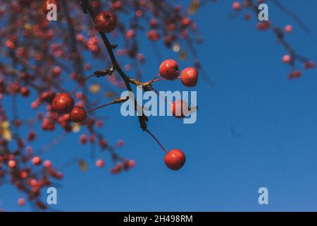 Fruits miniatures rouges lumineux, feuilles jaunes contre le ciel bleu.Jour ensoleillé d'automne. Banque D'Images