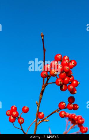 Fruits miniatures rouges lumineux, feuilles jaunes contre le ciel bleu.Jour ensoleillé d'automne. Banque D'Images