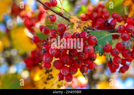Fruits miniatures rouges lumineux, feuilles jaunes contre le ciel bleu.Jour ensoleillé d'automne. Banque D'Images