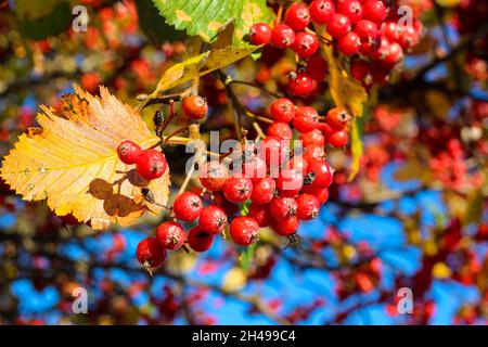 Fruits miniatures rouges lumineux, feuilles jaunes contre le ciel bleu.Jour ensoleillé d'automne. Banque D'Images