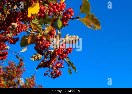 Fruits miniatures rouges lumineux, feuilles jaunes contre le ciel bleu.Jour ensoleillé d'automne. Banque D'Images