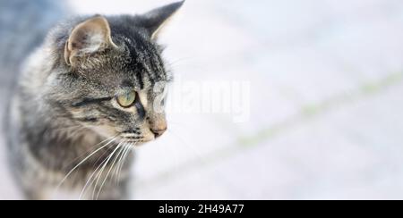 Les animaux sans abri.Gros plan d'un chaton errant sur une rue. Problème d'animaux errants, le concept d'un abri pour les chats errants. Bannière Banque D'Images